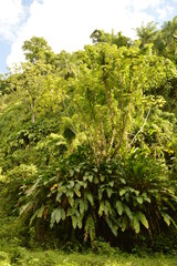 The lush rainforest and jungle landscapes of St Vincent And the Grenadines islands, Caribbean Ocean
