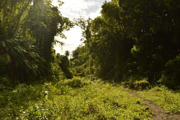 Obraz premium The lush rainforest and jungle landscapes of St Vincent And the Grenadines islands, Caribbean Ocean