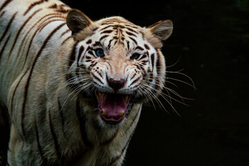 Close up image of White Tiger face isloated on jungle background.