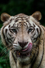 Close up image of White Tiger face isloated on jungle background.