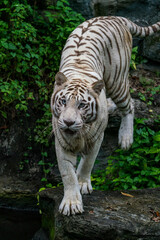 Fototapeta na wymiar Whole body image of White Tiger isloated on jungle background.