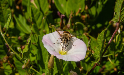 Wespe auf einer Blüte 