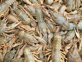 many live crawfish close-up, blank or texture
