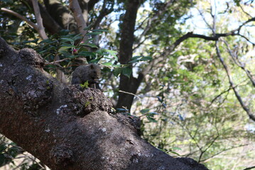 ご飯タイムのリス