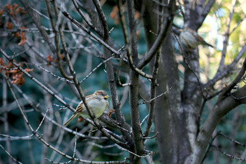 Sparrow close-up on the background of tree branches