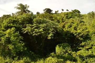 The lush jungle landscapes with waterfalls and black volcanic beaches on the St Vincent and Grenadines islands, Caribbean Ocean