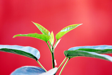 Obraz premium a little plant growing