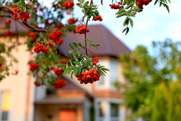 Obraz premium Bunches of red rowan berries on the background of a two-story private house.