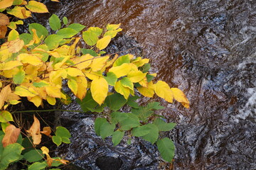 Jesienne liście na tle bystrej rzeki