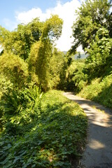 The lush jungle landscapes with waterfalls and black volcanic beaches on the St Vincent and...