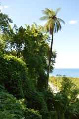 Naklejka premium The lush jungle landscapes with waterfalls and black volcanic beaches on the St Vincent and Grenadines islands, Caribbean Ocean