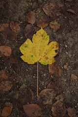 Jesienny żółty liść na tle ziemi i zwiędłych liści