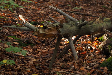 Opadnięta gałązka ciekawej formy w lesie