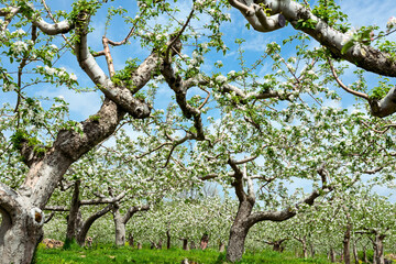 【青森県弘前市岩木山麓】津軽のりんご園はりんごの花満開