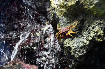 岩の上で静かに潜んでいるオオイワガニ
