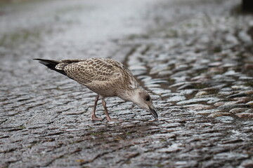 Close-up of a sea gull chick in the rain on a paving stone
