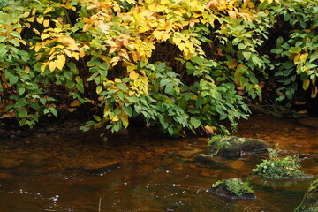 Gałąź jesiennych liści przy płytkiej wodzie