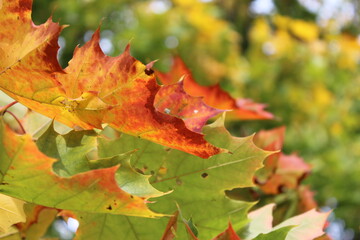 Close-up of yellow and red maple leaves against a green background. Parks and nature in the autumn