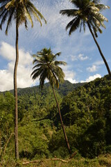 Fototapeta na wymiar The lush jungle landscapes with waterfalls and black volcanic beaches on the St Vincent and Grenadines islands, Caribbean Ocean