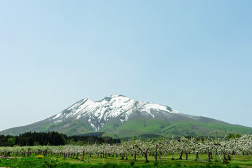 Fototapeta premium 【青森県弘前市岩木山麓】残雪光る岩木山とりんごの花満開のりんご園