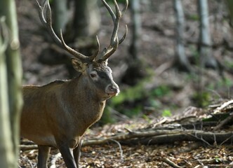 Deer stag with antlers walks between branches in the forest at mating time