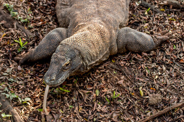 Portrait of a Komodo dragon a species of lizard found in the Indonesian islands of Komodo, Rinca, Flores, and Gili Motang