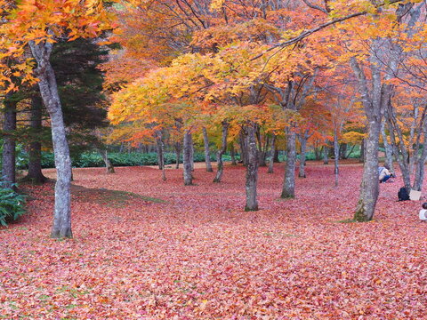 北海道の絶景 鹿追町 福原山荘の紅葉のじゅうたん