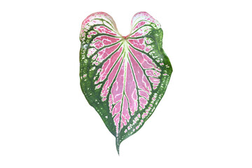 Leaf aglaonema on white background.