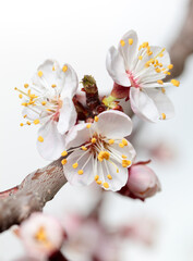 Blossom cherry twig