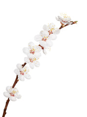 Blooming sprout of cherry tree