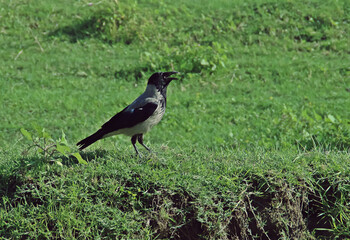 Un cuervo encapuchado (Corvus cornix) en el delta del Danubio. Cuervo de Cenicienta posado en la...