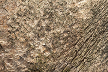 Wood plank background