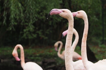 Kilka flamingów z długimi szyjami patrzących przed sobą © vofchok