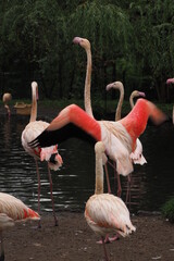 Flaming z rozpostartymi skrzydłami wchodzi do wody © vofchok