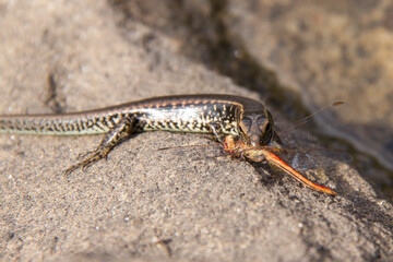 Eastern Water Skink feeding on a red Dragonfly