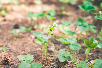 Strawberry plans blooming in the forest