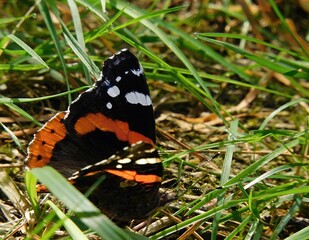 motyl