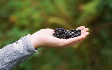 Freshly harvested blackberries in a hand. Woman hand full of freshly picked wild blackberry fruits against green forest background