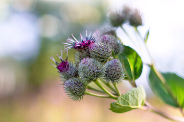 Thistle plant with thorns and leaves purple