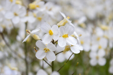 Beautiful white flowers bloom in spring