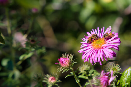 Bienen auf rosa blühender Aster im Herbst