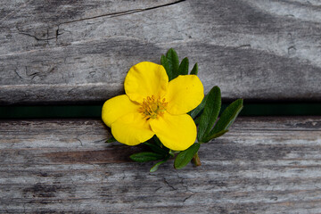 Buttercup yellow flower on old wooden boards