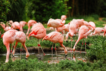 A flock of pink flamingos and reflection in the water. selective focus