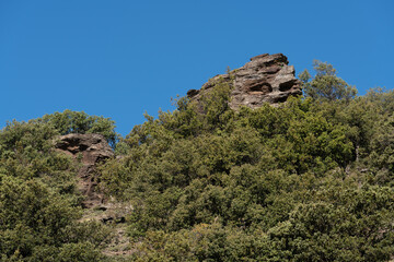 Holm oaks on the side of a Sierra Nevada mountain