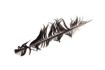 bird feather isolated on white background