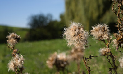 Distel, Samenstand vor grünem Hintergrund