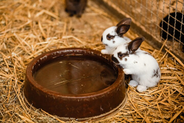 Two White Rabbits Drinking Water From Baked Clay Disc. selective focus on the rabbit