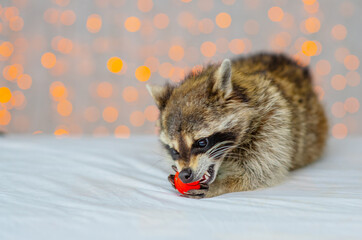 Raccoon chewing on a ball lying on a blanket at home