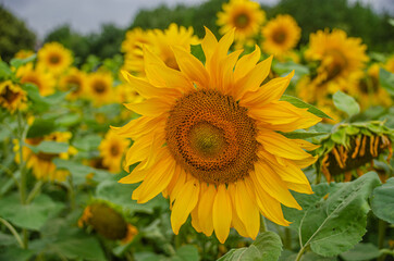 Fototapeta premium Sonnenblumenfeld - Die Sonnenblume (Helianthus annuus), auch Gewöhnliche Sonnenblume genannt, ist eine Pflanzenart aus der Gattung der Sonnenblumen