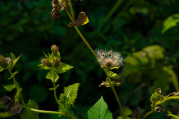 Kohldistel im Herbst, mit Samenstand